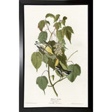 Hemlock Warbler-VINAPP116426 Print 20"x12.5" by Vintage Apple Collection