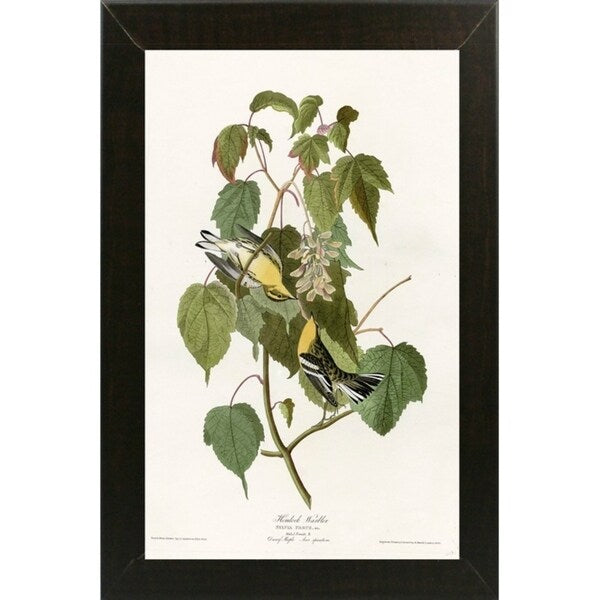 Hemlock Warbler-VINAPP116426 Print 20"x12.5" by Vintage Apple Collection