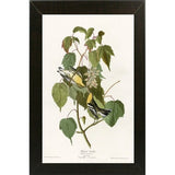 Hemlock Warbler-VINAPP116426 Print 20"x12.5" by Vintage Apple Collection