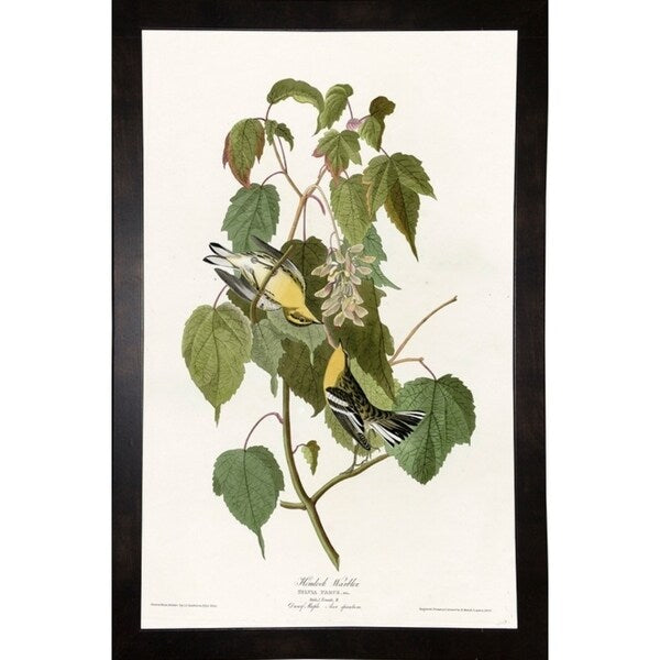 Hemlock Warbler-VINAPP116426 Print 20"x12.5" by Vintage Apple Collection