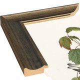 Hemlock Warbler-VINAPP116426 Print 20"x12.5" by Vintage Apple Collection