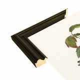 Hemlock Warbler-VINAPP116426 Print 20"x12.5" by Vintage Apple Collection