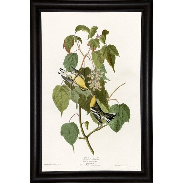 Hemlock Warbler-VINAPP116426 Print 20"x12.5" by Vintage Apple Collection
