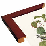Hemlock Warbler-VINAPP116426 Print 20"x12.5" by Vintage Apple Collection