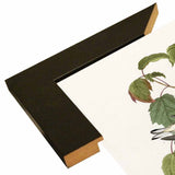 Hemlock Warbler-VINAPP116426 Print 20"x12.5" by Vintage Apple Collection