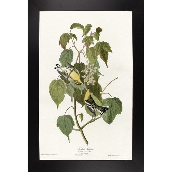 Hemlock Warbler-VINAPP116426 Print 20"x12.5" by Vintage Apple Collection