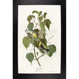 Hemlock Warbler-VINAPP116426 Print 20"x12.5" by Vintage Apple Collection