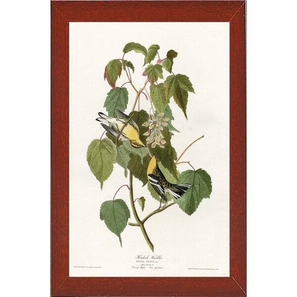 Hemlock Warbler-VINAPP116426 Print 20"x12.5" by Vintage Apple Collection