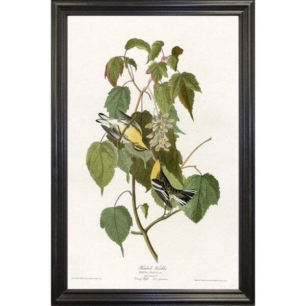 Hemlock Warbler-VINAPP116426 Print 20"x12.5" by Vintage Apple Collection