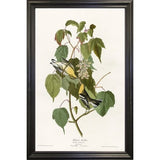 Hemlock Warbler-VINAPP116426 Print 20"x12.5" by Vintage Apple Collection