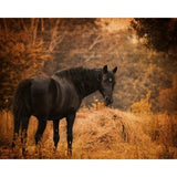 Horse And The Haystack-JAIJOH139781 Print 10.75"x13.25" by Jai Johnson