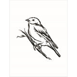 House Fenway 'Songbird Sketch II' Framed Art