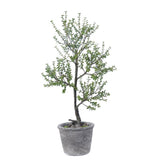 Golden Eagle Jade and Artifical Potted Plant Arrangement