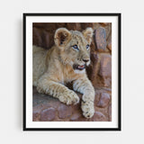 Johannesburg Gauteng South Africa Lion Cub II Cat Art Print/Poster