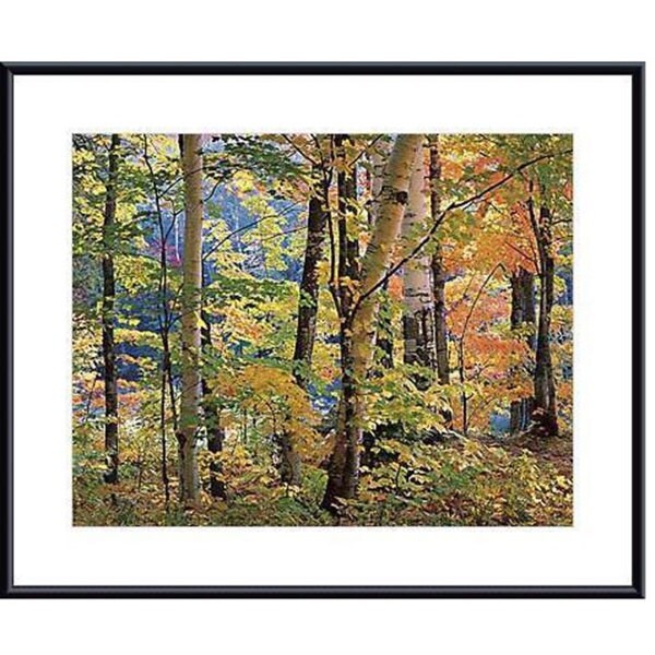 Joseph Holmes 'Maples and Birches' Metal Framed Art Print