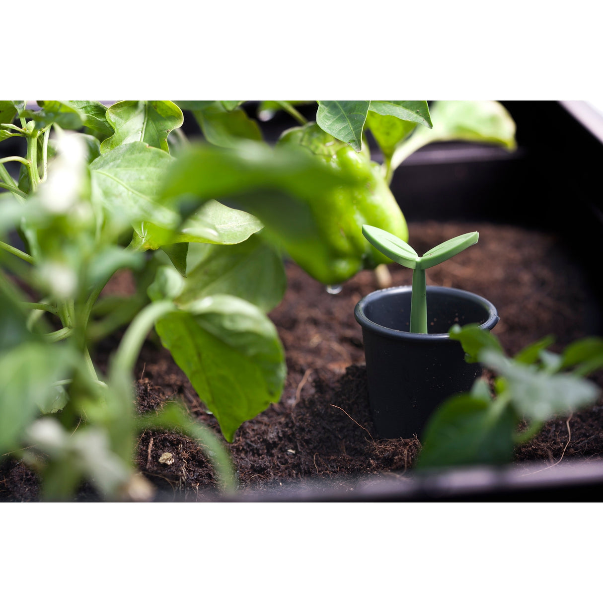 Keter Urban Bloomer Flower Plant Planter Raised Elevated Garden Bed With Self Watering Feature