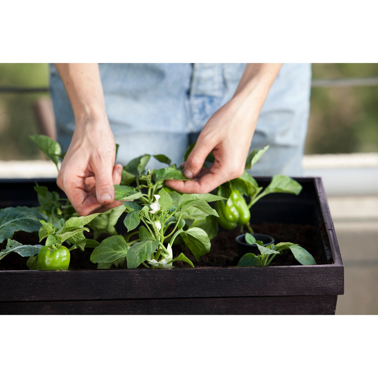Keter Urban Bloomer Flower Plant Planter Raised Elevated Garden Bed With Self Watering Feature
