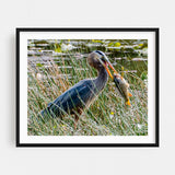 Lake Williams Pennsylvania Photography Bird Plant Art Print/Poster