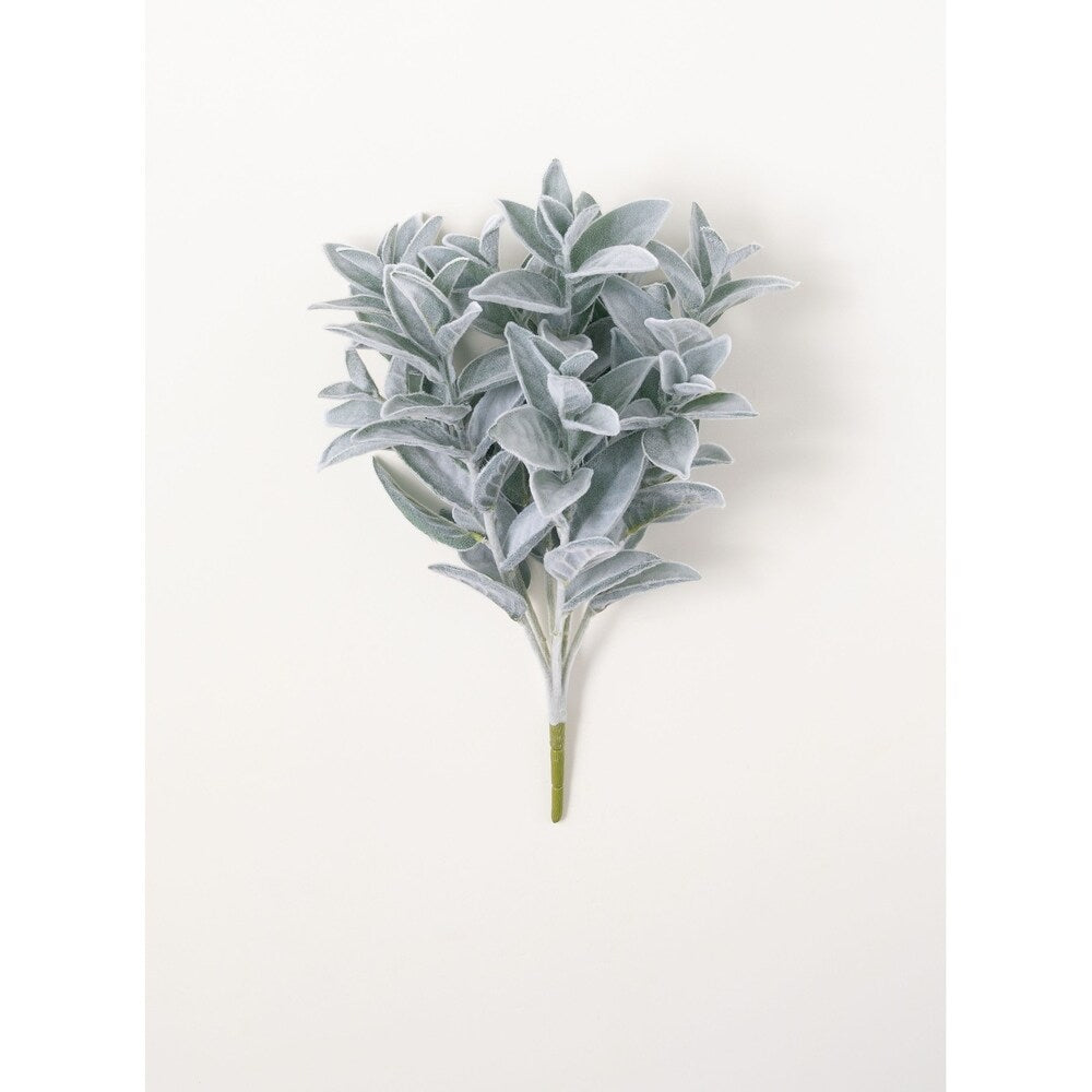Sullivans Lambs Ear Bush - Green