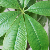50" Pachira Aquat Real touch, indoor/outdoor in Fiberstone Planter - 70"