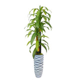 74" Real touch corn plant in Resin Planter - 85"