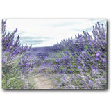 Lavender Field 20x16 Gallery Wrapped Stretched Canvas
