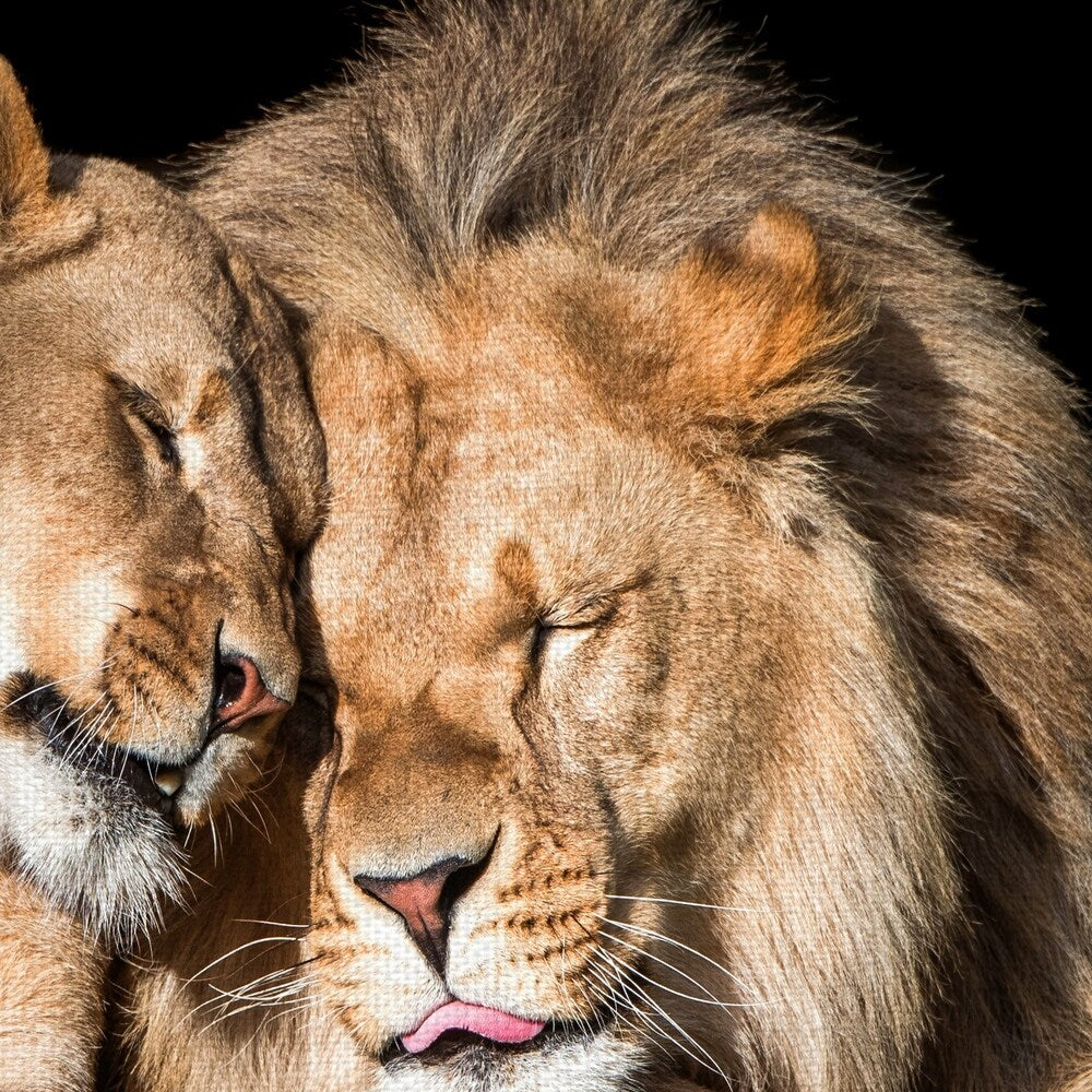 Masterpiece Art Gallery Lion Love By Belle Maison Canvas Art Print
