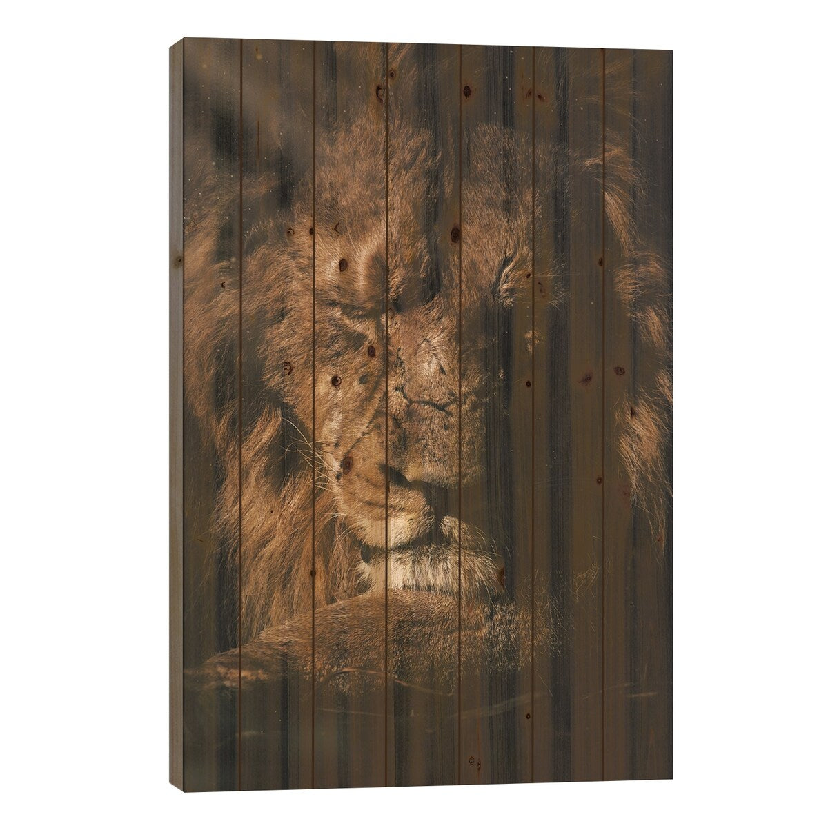 Lion Sunshine Print On Wood by Milos Karanovic - Multi-Color