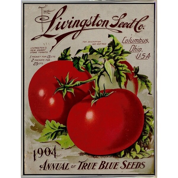 Livingston Tomato-VINAPP131531 Framed Print 22"x17" by Vintage Apple Collection