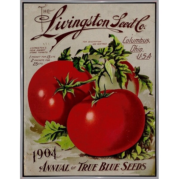 Livingston Tomato-VINAPP131531 Framed Print 22"x17" by Vintage Apple Collection
