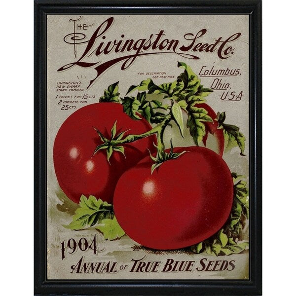 Livingston Tomato-VINAPP131531 Framed Print 22"x17" by Vintage Apple Collection