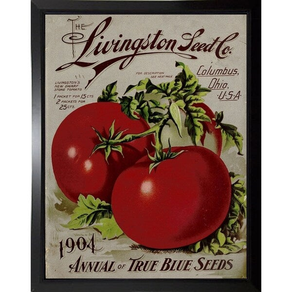 Livingston Tomato-VINAPP131531 Framed Print 22"x17" by Vintage Apple Collection