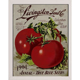 Livingston Tomato-VINAPP131531 Framed Print 22"x17" by Vintage Apple Collection