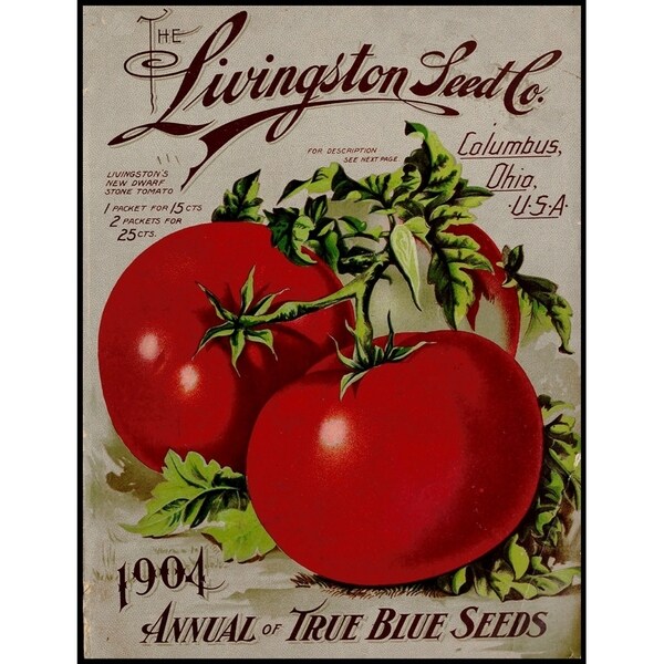 Livingston Tomato-VINAPP131531 Framed Print 22"x17" by Vintage Apple Collection