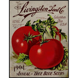 Livingston Tomato-VINAPP131531 Framed Print 22"x17" by Vintage Apple Collection