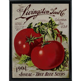 Livingston Tomato-VINAPP131531 Framed Print 22"x17" by Vintage Apple Collection