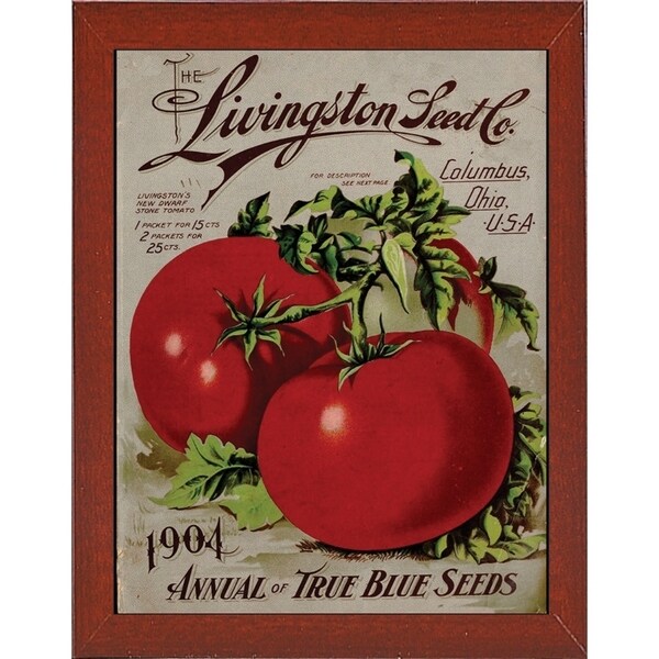 Livingston Tomato-VINAPP131531 Framed Print 22"x17" by Vintage Apple Collection