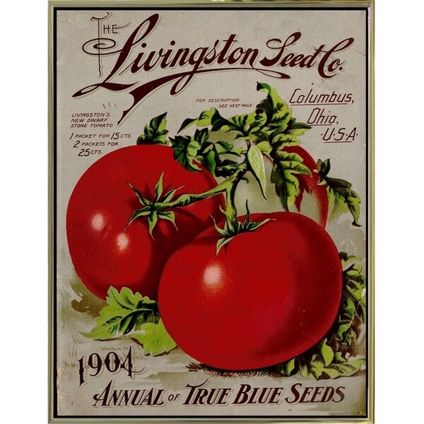 Livingston Tomato-VINAPP131531 Framed Print 22"x17" by Vintage Apple Collection