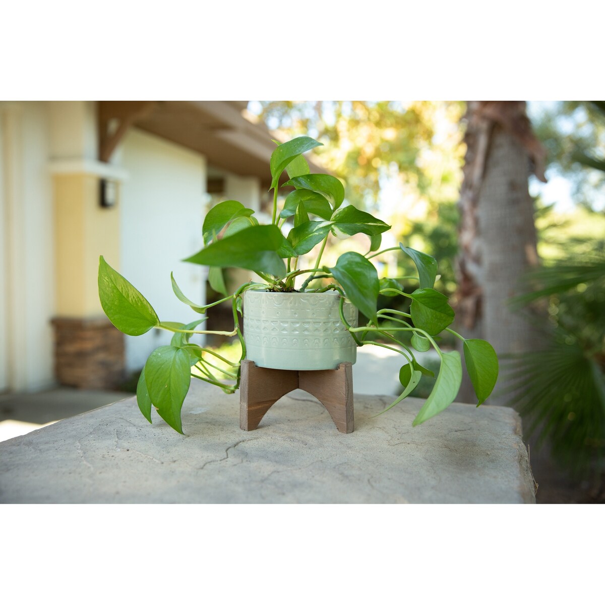 Mid-Century 5" Mayan Ceramic Planter on Wood Stand,Matte Sage