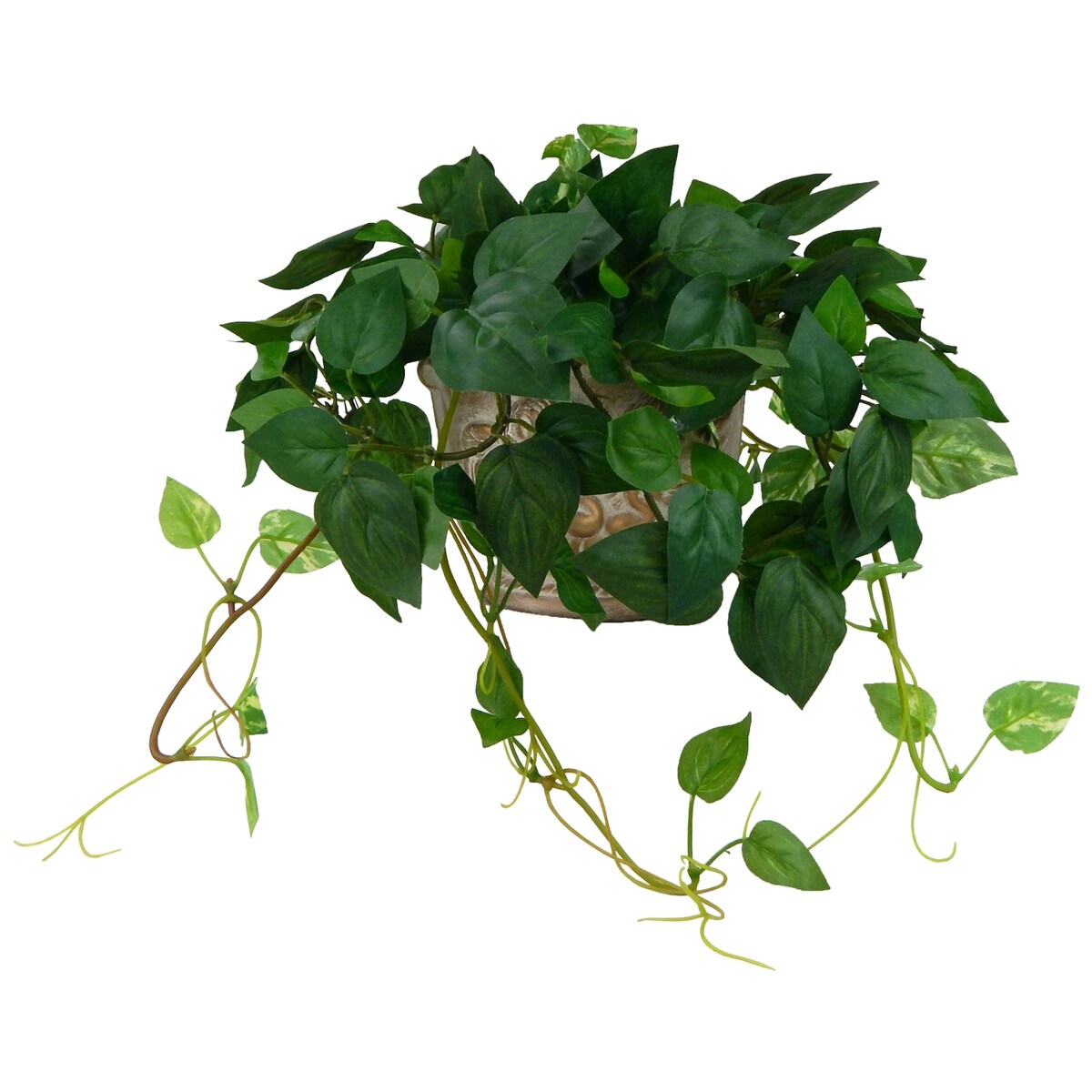 Mini Pothos Vine In An Angel Ceramic Planter - Green