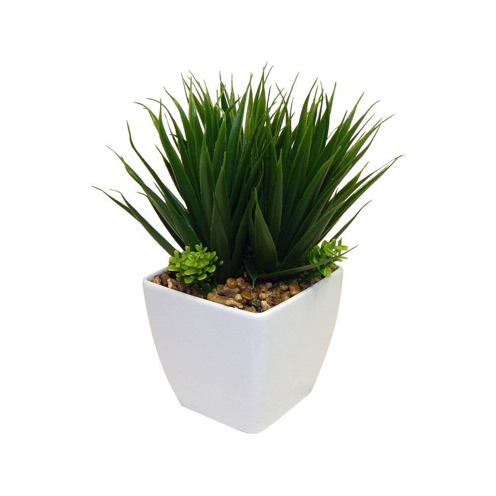 Minimalist Succulent Arrangement - Natural