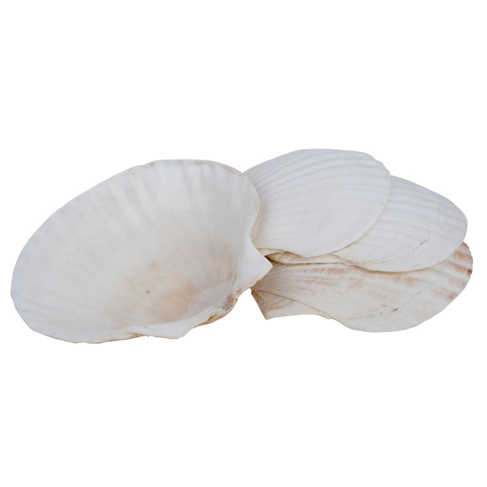 Miu France Natural Baking Shells