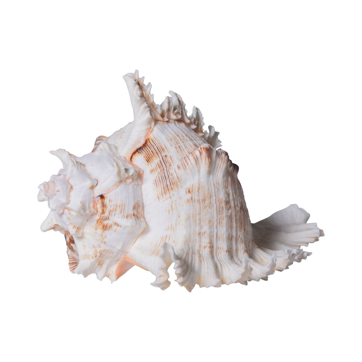 Murex Ramosus 8-9 Inch