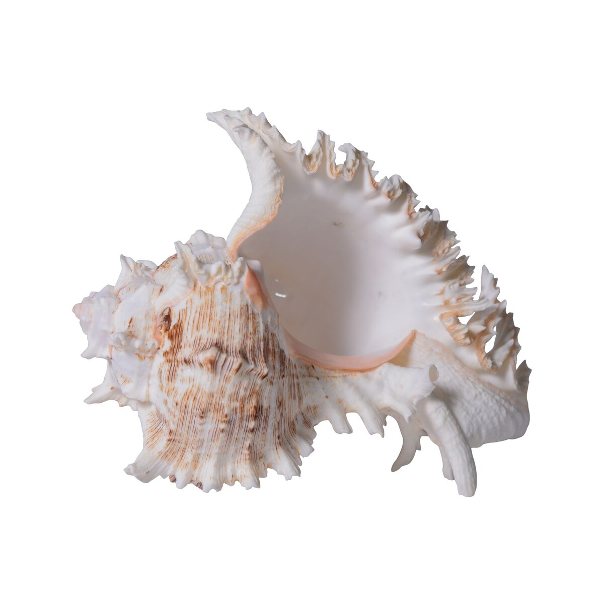 Murex Ramosus 8-9 Inch