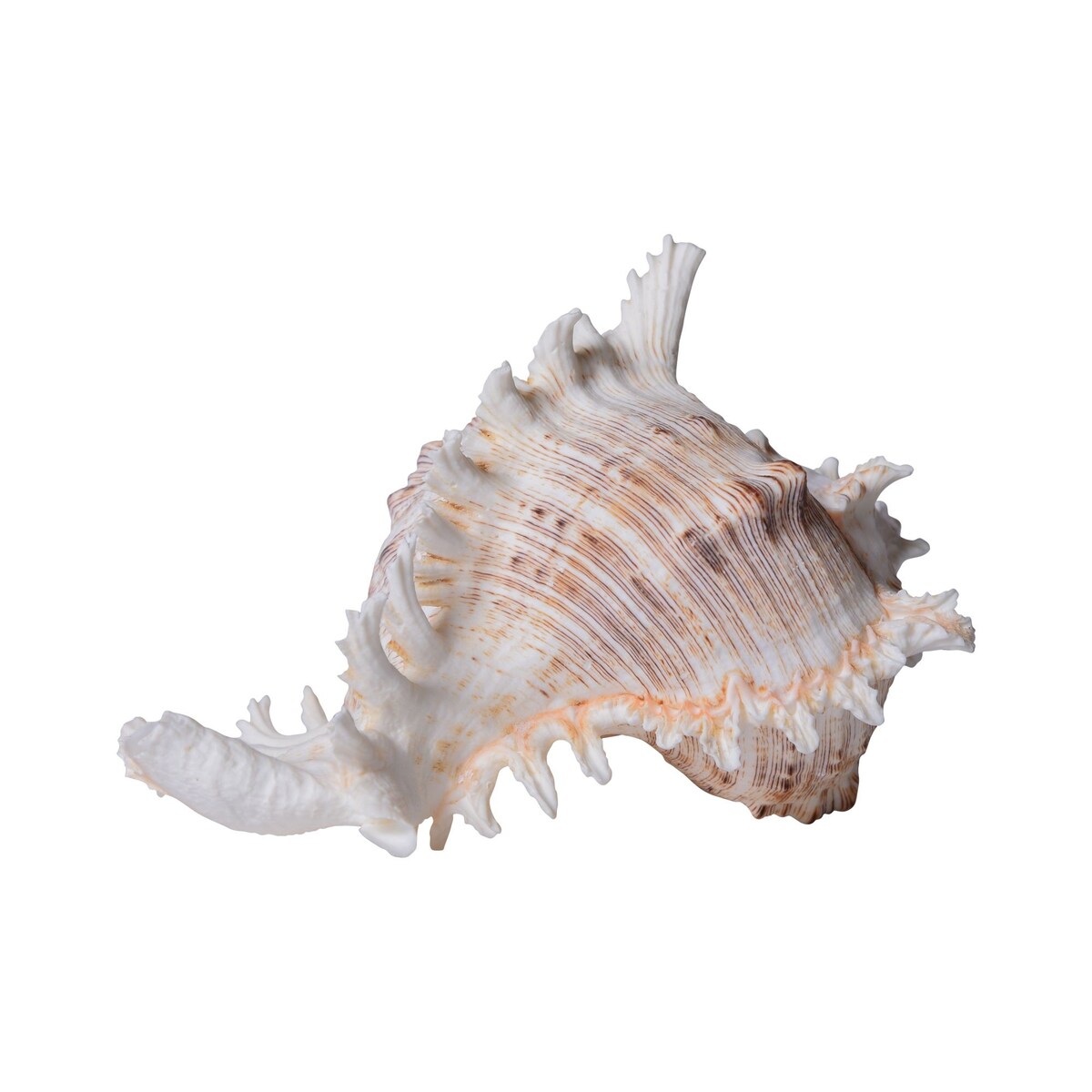 Murex Ramosus 8-9 Inch