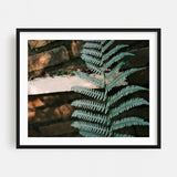 Netherlands Photography Bohemian Fern Ferns Nature Art Print/Poster