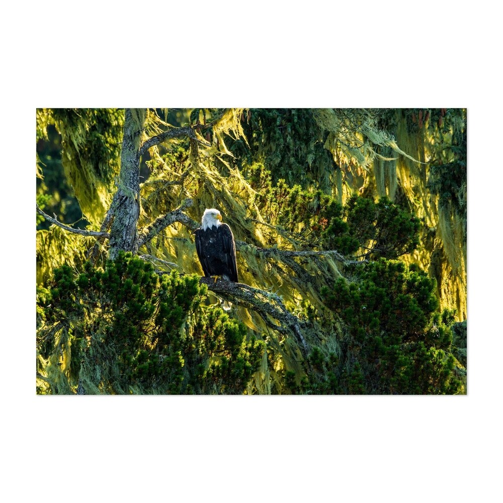 Noir Gallery Bald Eagle Bird Animal Wildlife Unframed Art Print/Poster