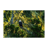 Noir Gallery Bald Eagle Bird Animal Wildlife Unframed Art Print/Poster