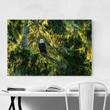 Noir Gallery Bald Eagle Bird Animal Wildlife Unframed Art Print/Poster