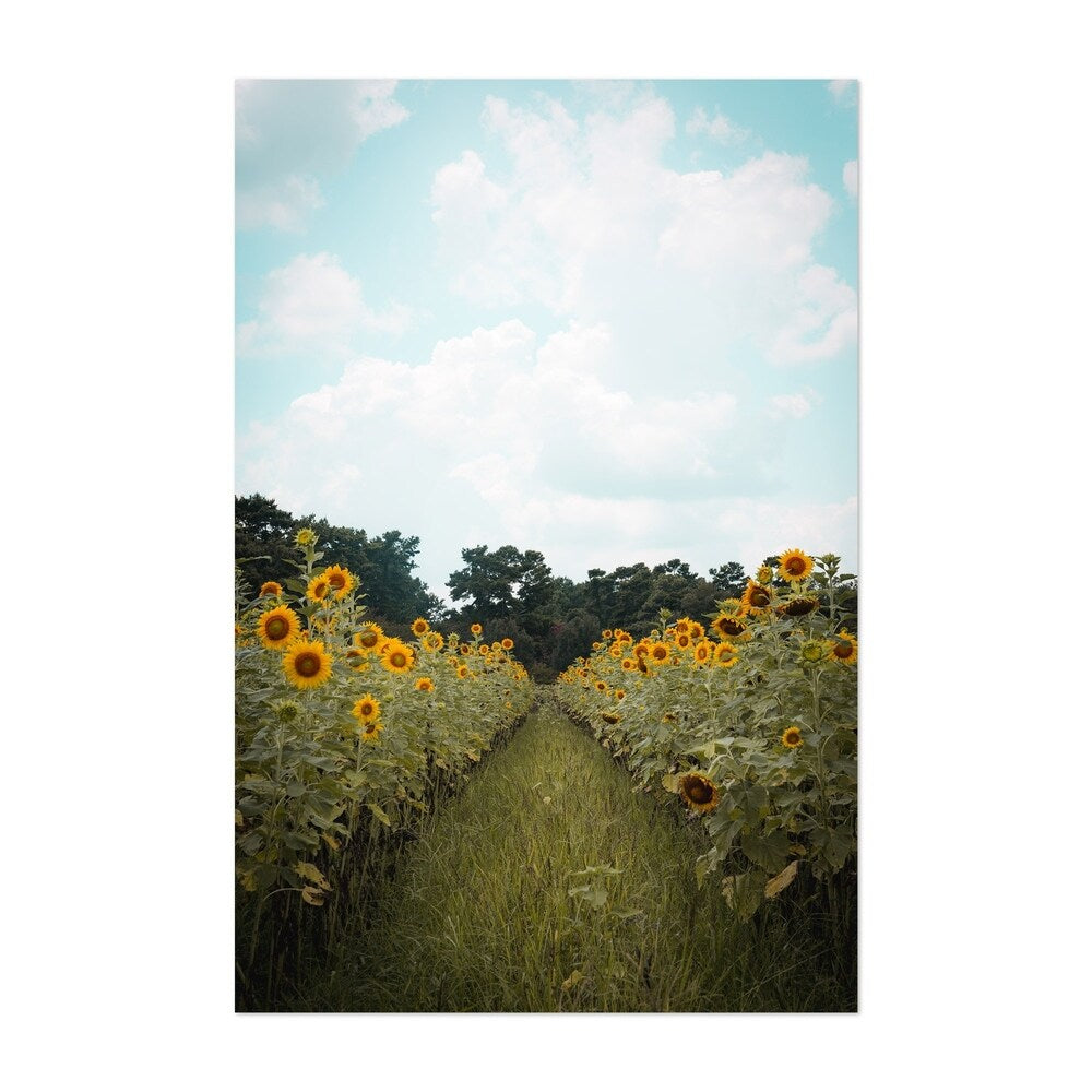 Noir Gallery Sunflower Field Farm Louisiana Unframed Art Print/Poster